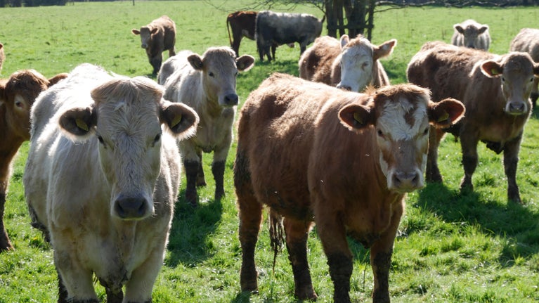 Cattle at Parke, Devon